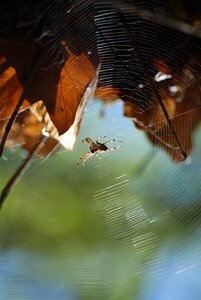 Animals macro nature