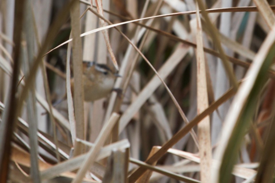 IMG 1946c Marsh Wren Willow Slough FWA IN 9-24-2018