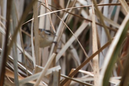 IMG 1946c Marsh Wren Willow Slough FWA IN 9-24-2018