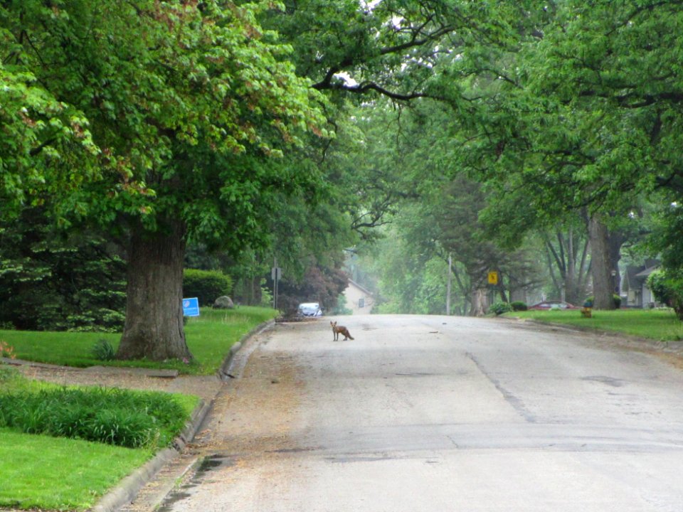IMG 0076c Red Fox Hse Kankakee IL 5-19-2018