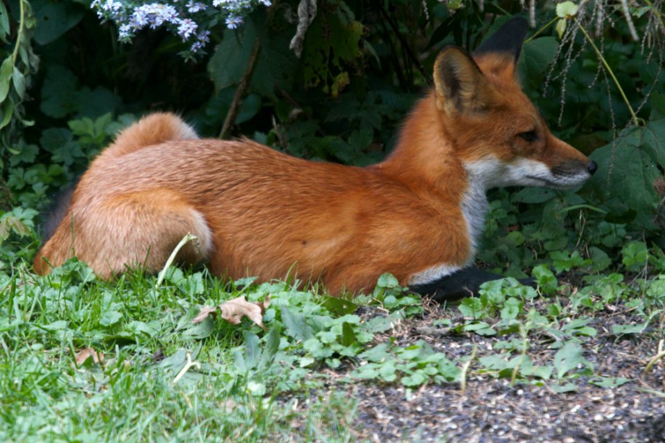 IMG 2215c Red Fox Hse Kankakee IL 9-30-2018