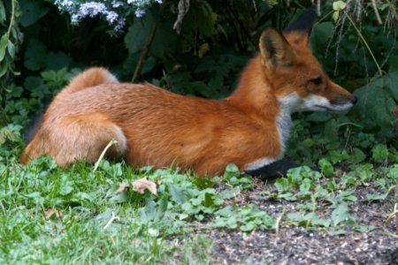 IMG 2215c Red Fox Hse Kankakee IL 9-30-2018 photo
