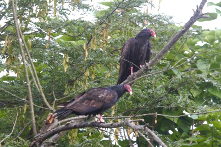 IMG 1136c Turkey Vulture LaSalle FWA IN 7-26-2018