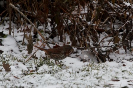 IMG 3338c Fox Sparrow Hse Kankakee IL 11-26-2018