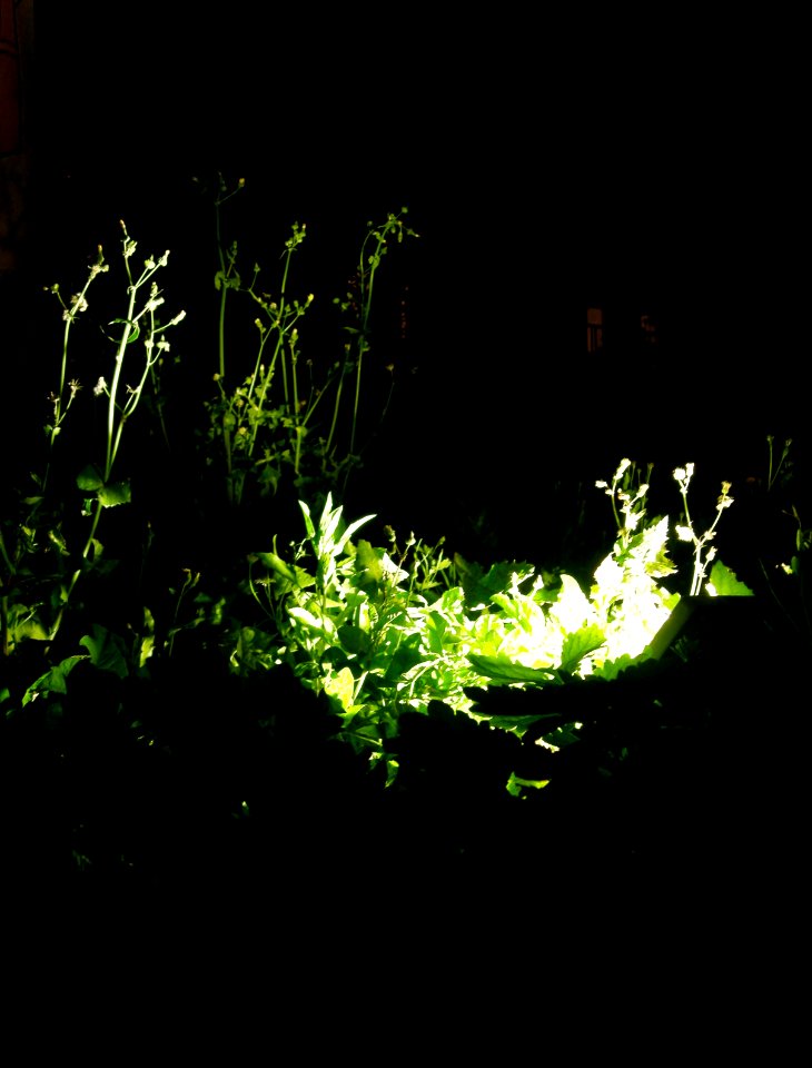 Enlightened Plants