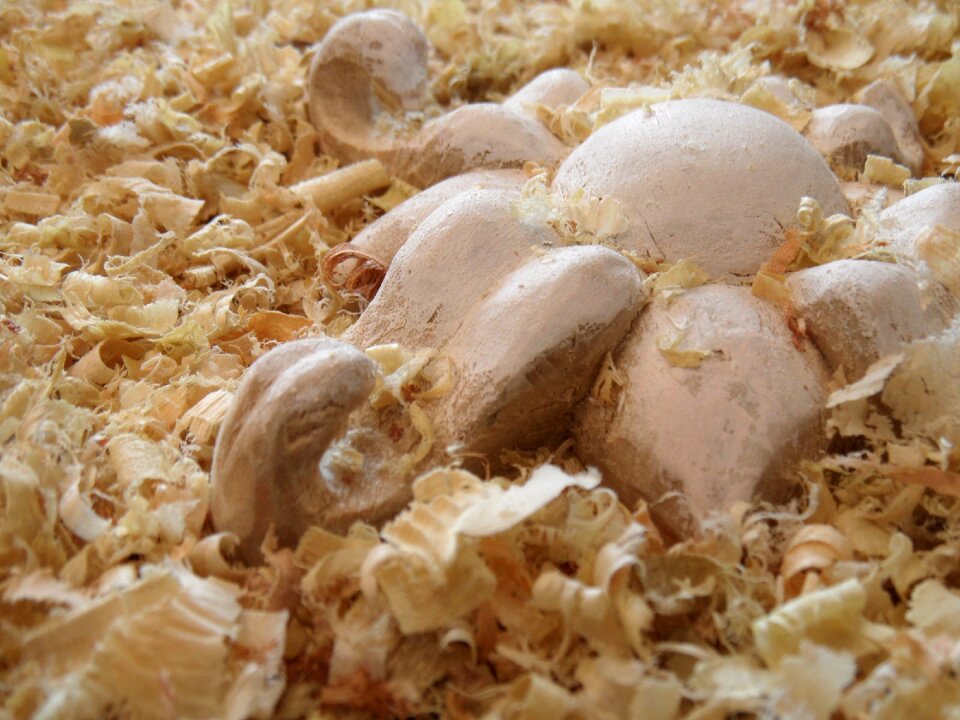 Sculpture chippings of wood
