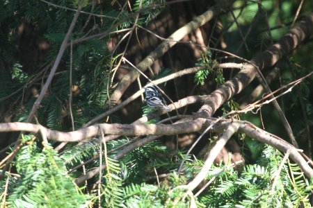 IMG 9455c Black-and-white Warbler Hse Kankakee IL 5-4-2018