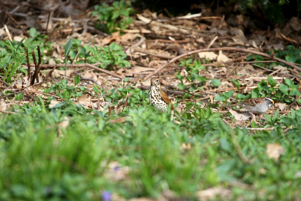 IMG 9429c Wood Thrush Hse Kankakee IL 5-1-2018