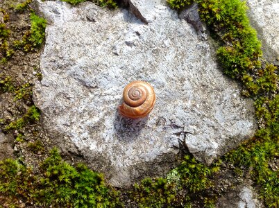 Stane ground moss