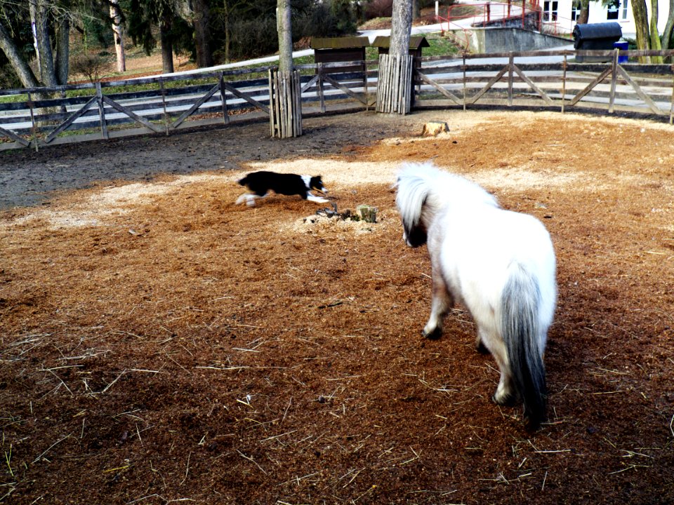 Pony and a Dog 1