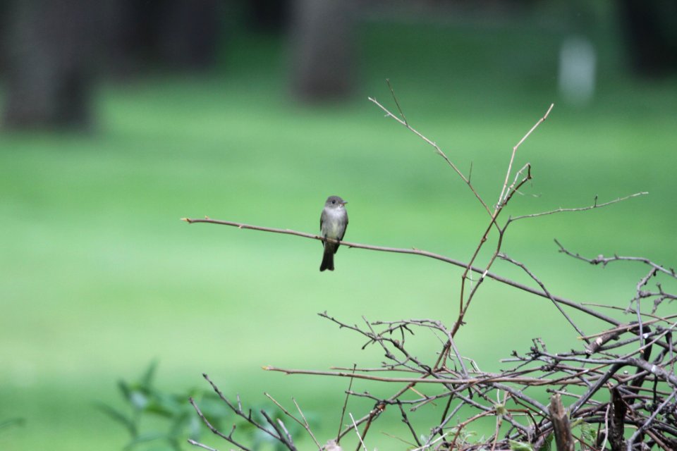 IMG 9649c Eastern Wood-Pewee Hse Kankakee IL 5-9-2018