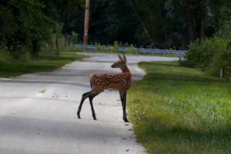 IMG 1065c White-tailed Deer LaSalle FWA IN 7-20-2018