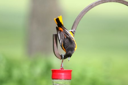 IMG 9720c Baltimore Oriole Hse Kankakee IL 5-11-2018