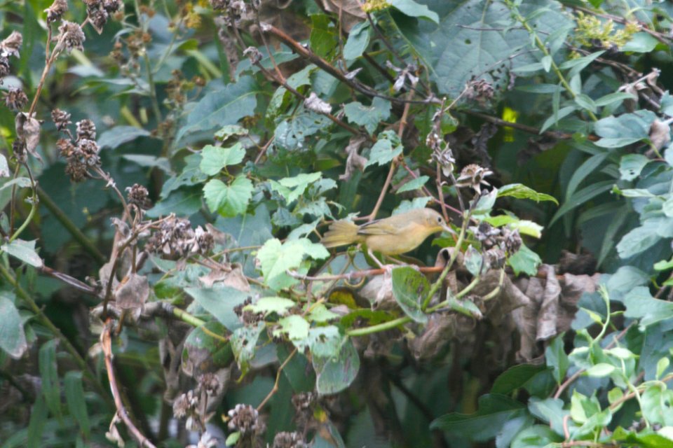 IMG 2372c Common Yellowthroat Hse Kankakee IL 10-3-2018