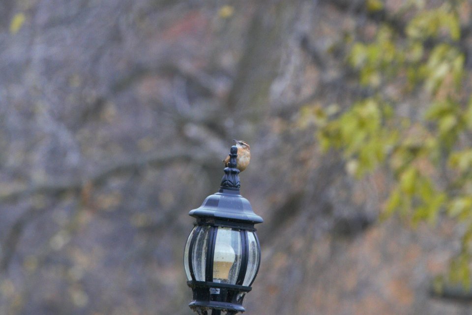 IMG 3134c Carolina Wren LeVasseur Park Kankakee IL 11-8-2018