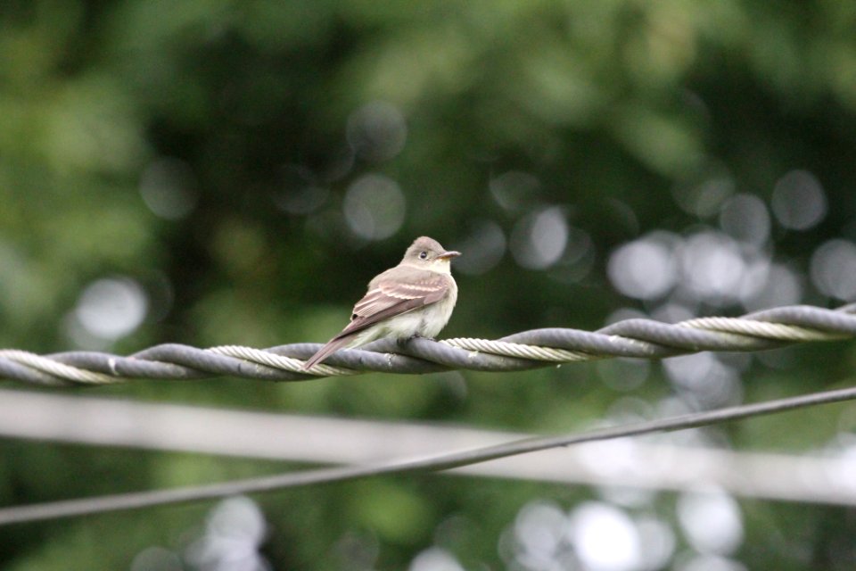 IMG 1670c Eastern Wood-Pewee Hse Kankakee IL 9-8-2018