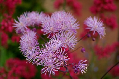 Flower purple purple flower
