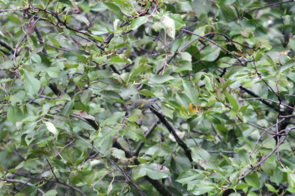 IMG 1591c Golden-winged Warbler Hse Kankakee IL 9-7-2018