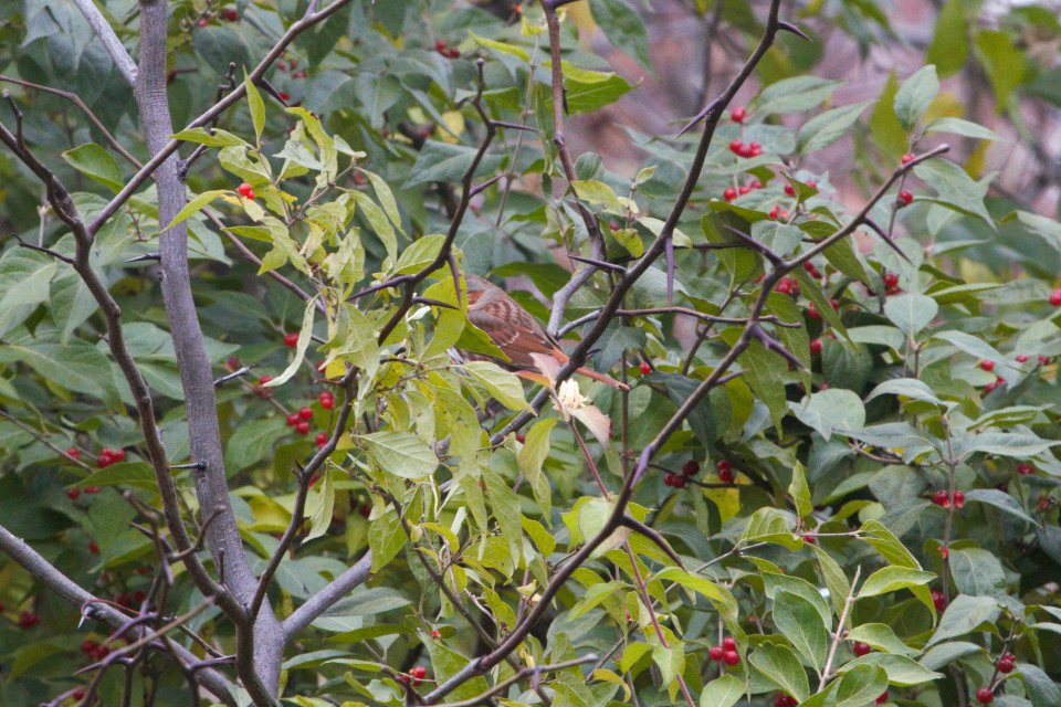 IMG 3138c Fox Sparrow LeVasseur Park Kankakee IL 11-8-2018