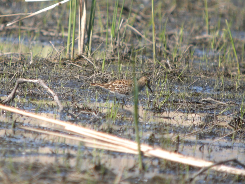 DSCN9814c Pectoral Sandpiper Aroma Park IL 5-1-2018