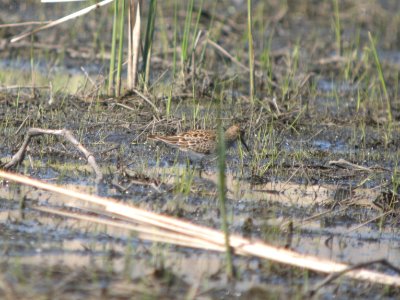 DSCN9814c Pectoral Sandpiper Aroma Park IL 5-1-2018