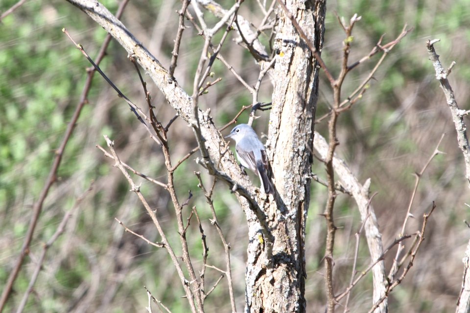 IMG 9583c Blue-Gray Gnatcatcher Mazonia Lakes Kankakee Co IL 5-7-2018