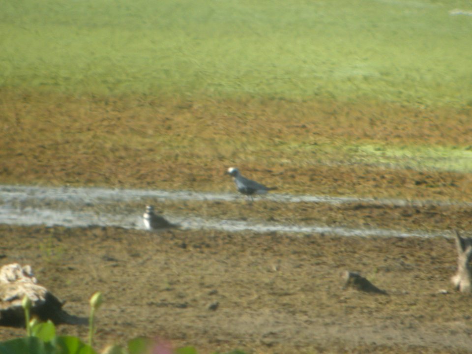 DSCN0402c Black-bellid Plover LaSalle FWA IN 8-10-2018