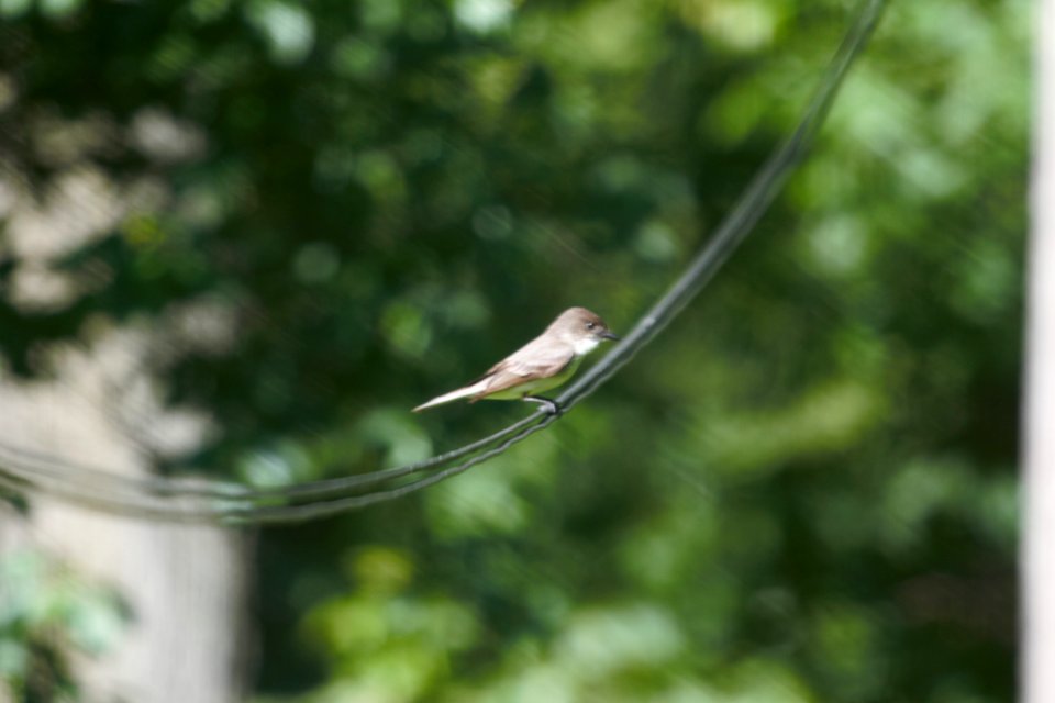 IMG 0297c Eastern Phoebe Hse Kankakee IL 6-4-2018 (2)