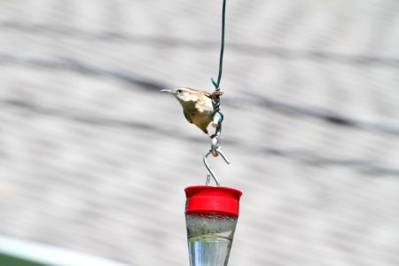IMG 0108c Carolina Wren Hse Kankakee IL 5-24 2018
