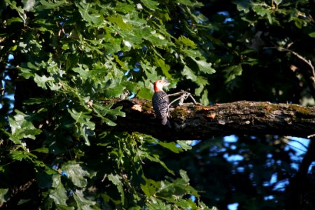IMG 0440c Red-bellied Woodpecker Hse Kankakee IL 6-15-2018