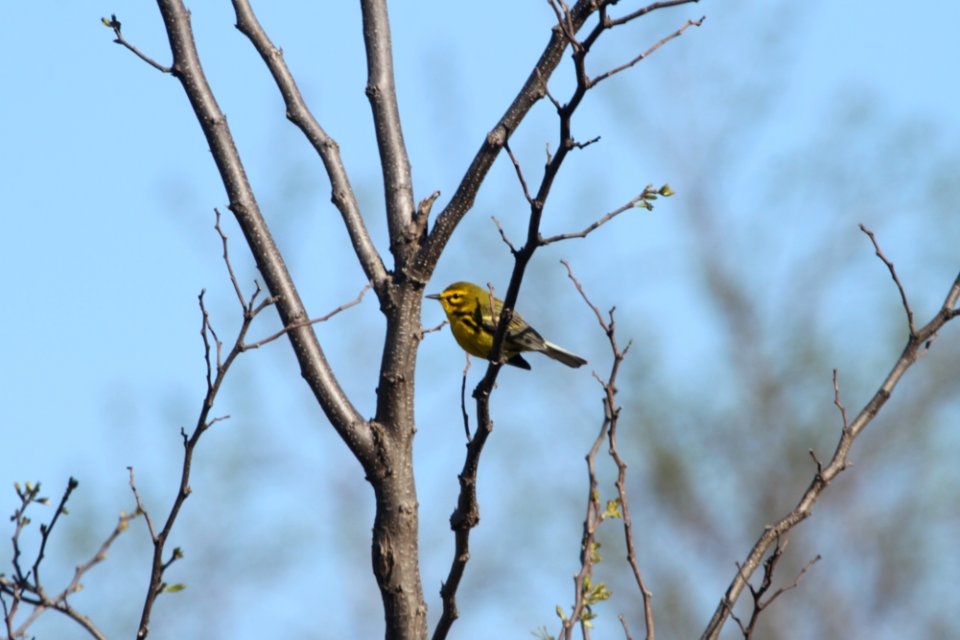 IMG 9574c Prairie Warbler Mazonia Lakes Kankakee Co IL 5-7-2018