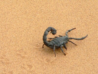 Namibia dry sting
