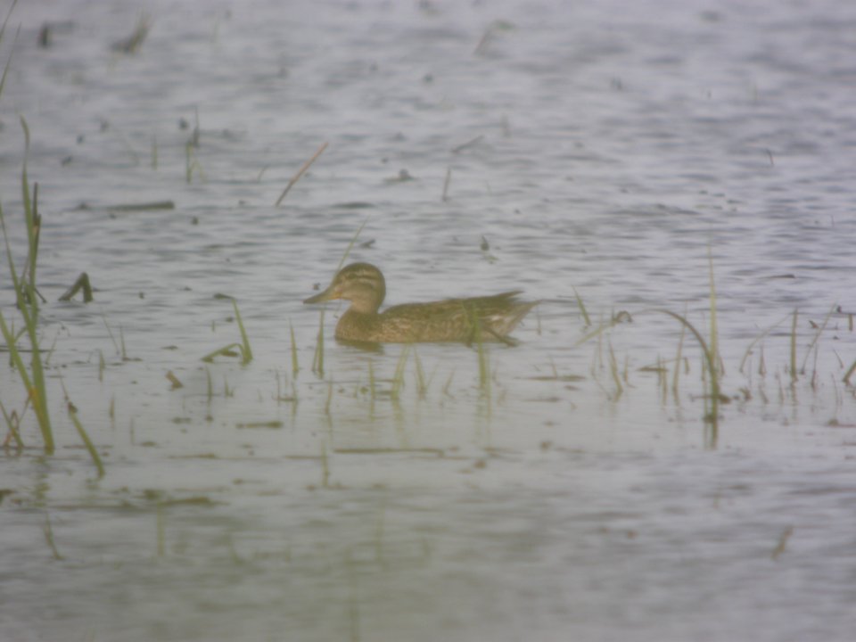 DSCN0095c Green-winged Teal Willowhaven Area Kankakee Co IL 6-25-2018