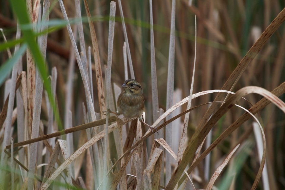 IMG 1940c Swamp Sparrow Willow Slough FWA IN 9-24-2018