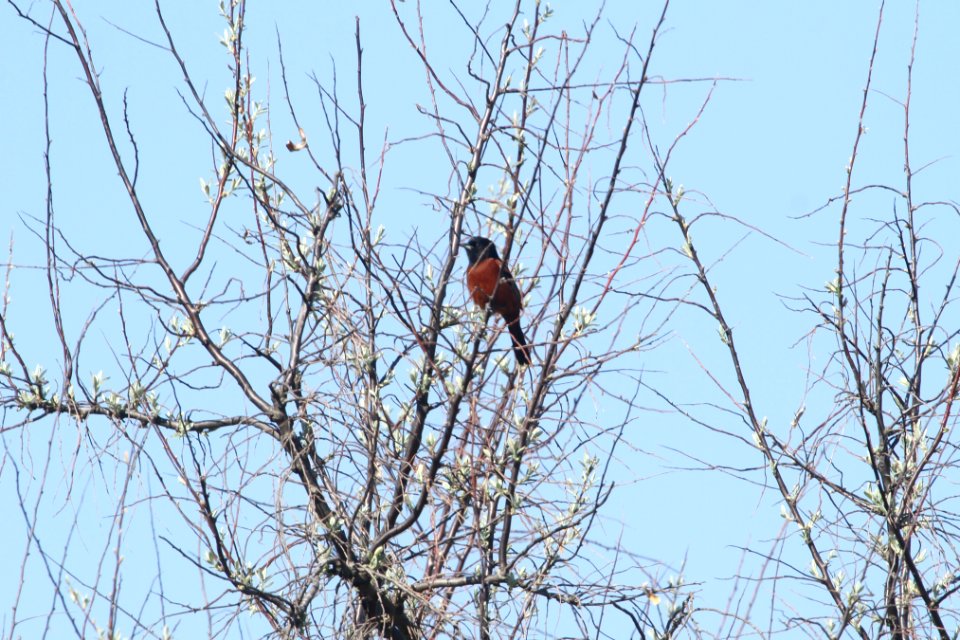 IMG 9598c Orchard Oriole Mazonia Lakes Kankakee Co IL 5-7-2018