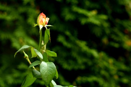 Sony Alpha A230 with Pentacon Electric 4/200 MC - Rose 2