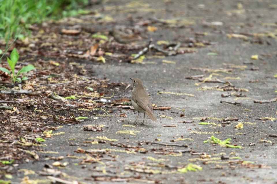 IMG 9876c Gray-cheeked Thrush LeVasseur Park Kankakee IL 5-14-2018