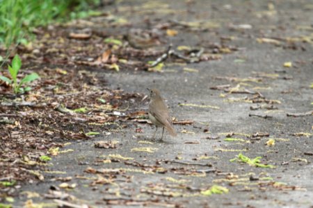 IMG 9876c Gray-cheeked Thrush LeVasseur Park Kankakee IL 5-14-2018