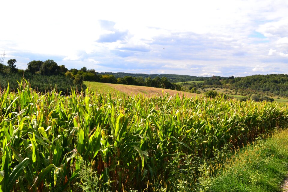 Landscape fields cereals