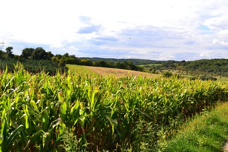 Landscape fields cereals