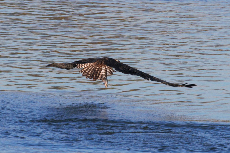 IMG 2960c Osprey Dam Kankakee IL 10-28-2018