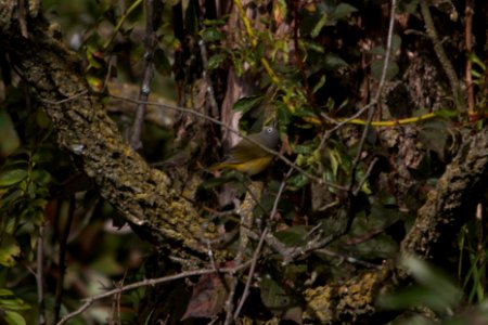 IMG 2044c Nashville Warbler Heiland FP Kankakee Co IL 9-27-2018