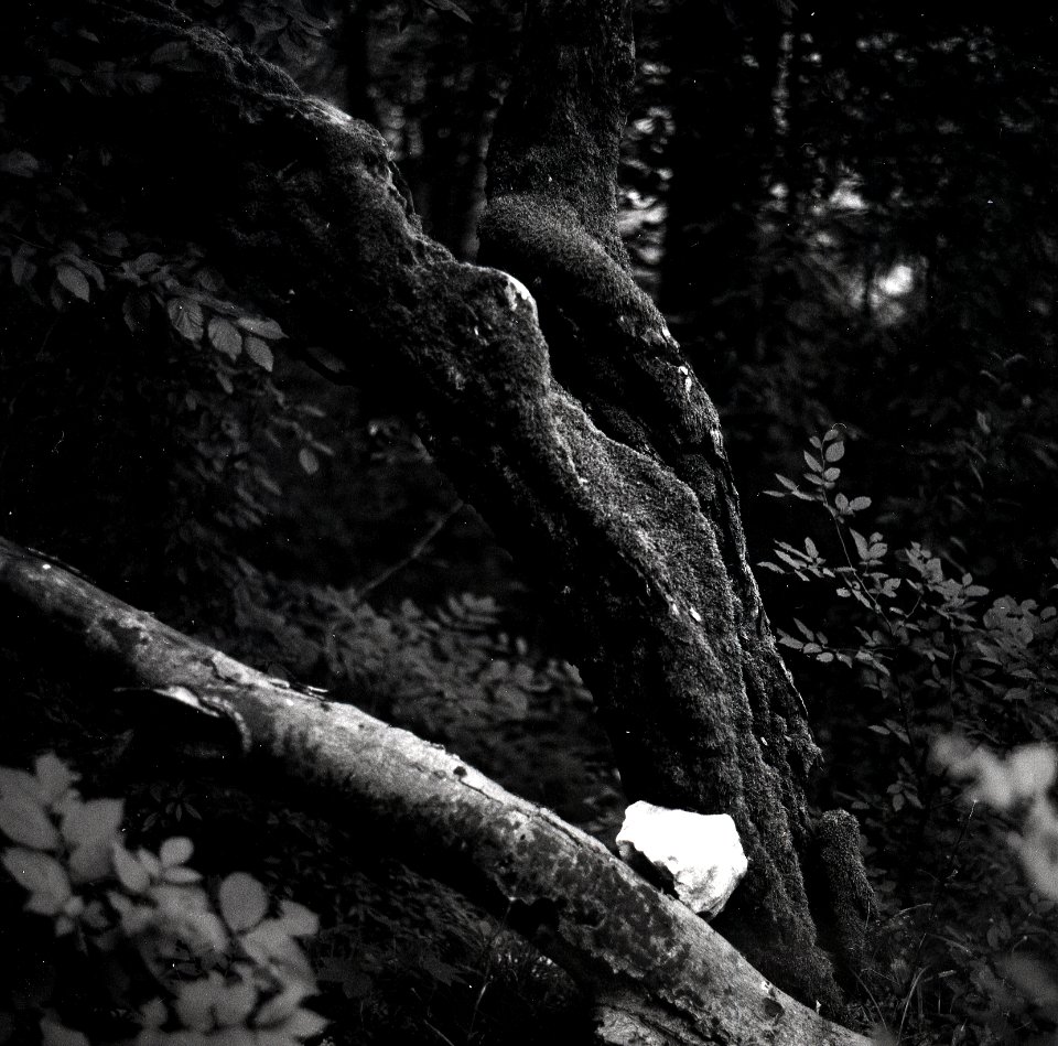Kiev-80 with MIR-38V 3,5/65 - Forest Mysteries