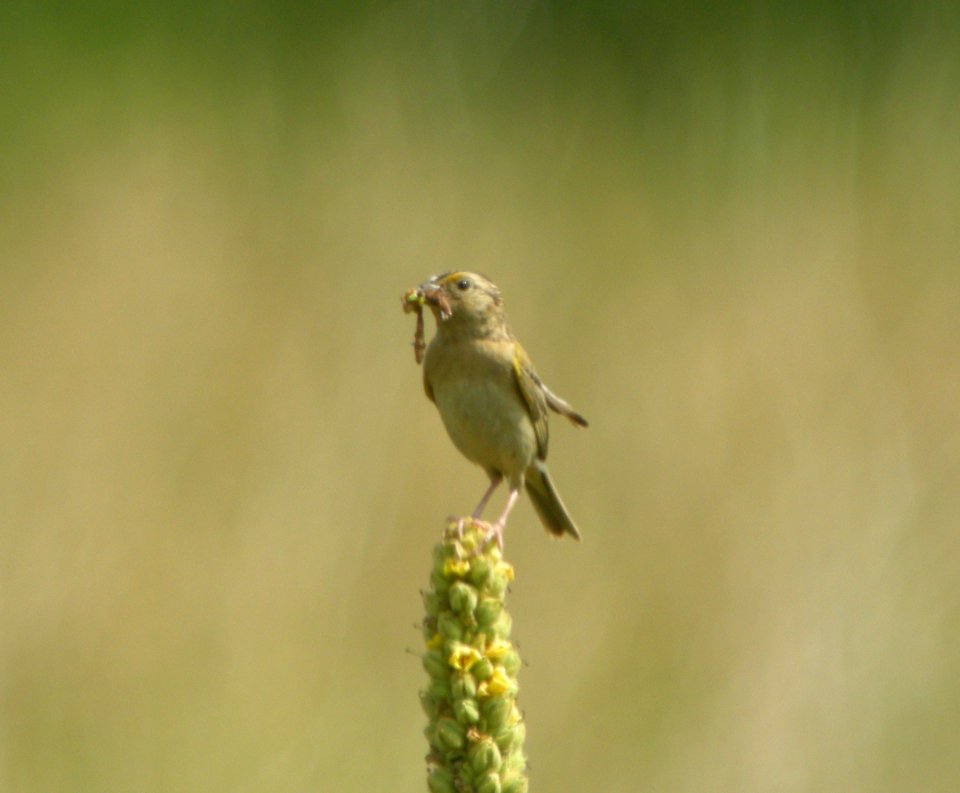 DSCN2499 c Grasshopper Sparrow  Willow Slough FWA IN 7-19-10