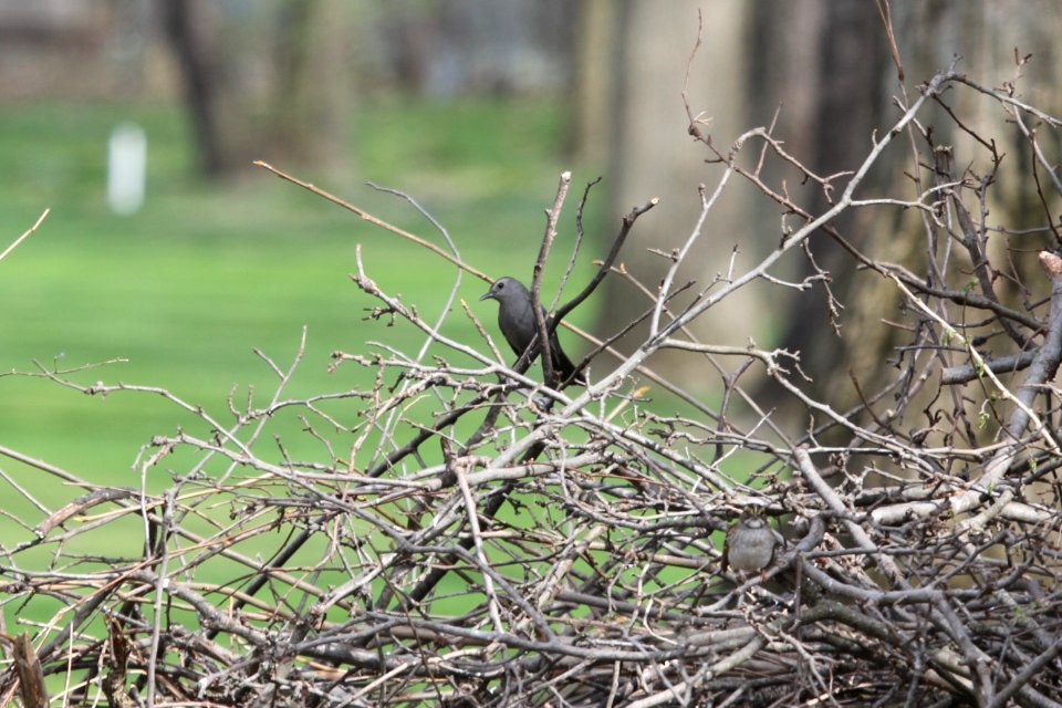 IMG 9407c Gray Catbird Hse Kankakee IL 5-1-2018