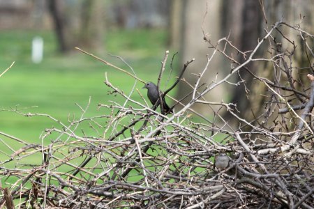 IMG 9407c Gray Catbird Hse Kankakee IL 5-1-2018
