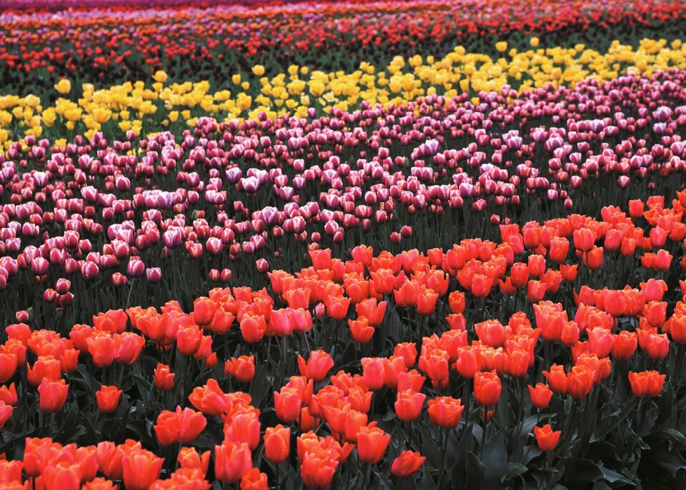 Growing blooming fresh