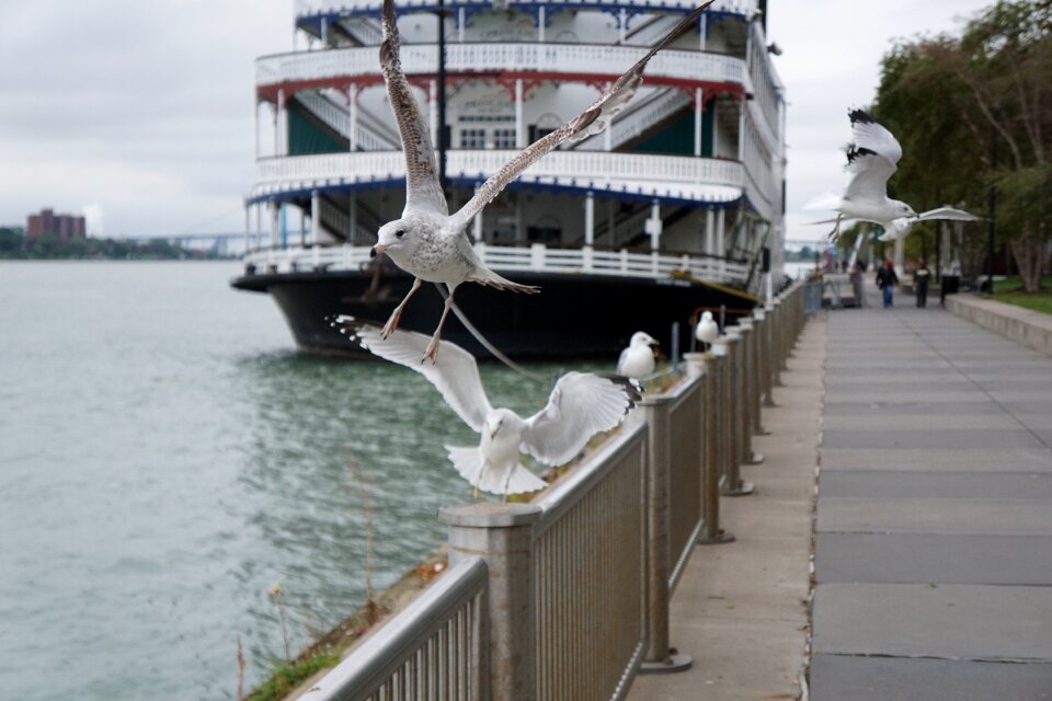 Nature wildlife flying