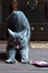 Breed cat yawn sweet