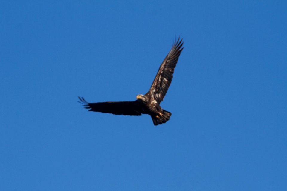 IMG 8213c Bald Eagle Willow Slough FWA IN 3-6-2018